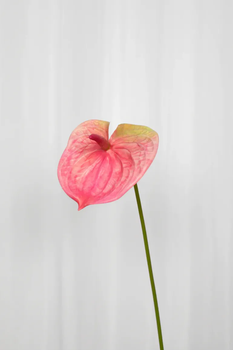 Artificial Flowers - Rose Anthurium